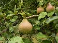 Pear, orchard, Sissinghurst Castle gardens P1120879